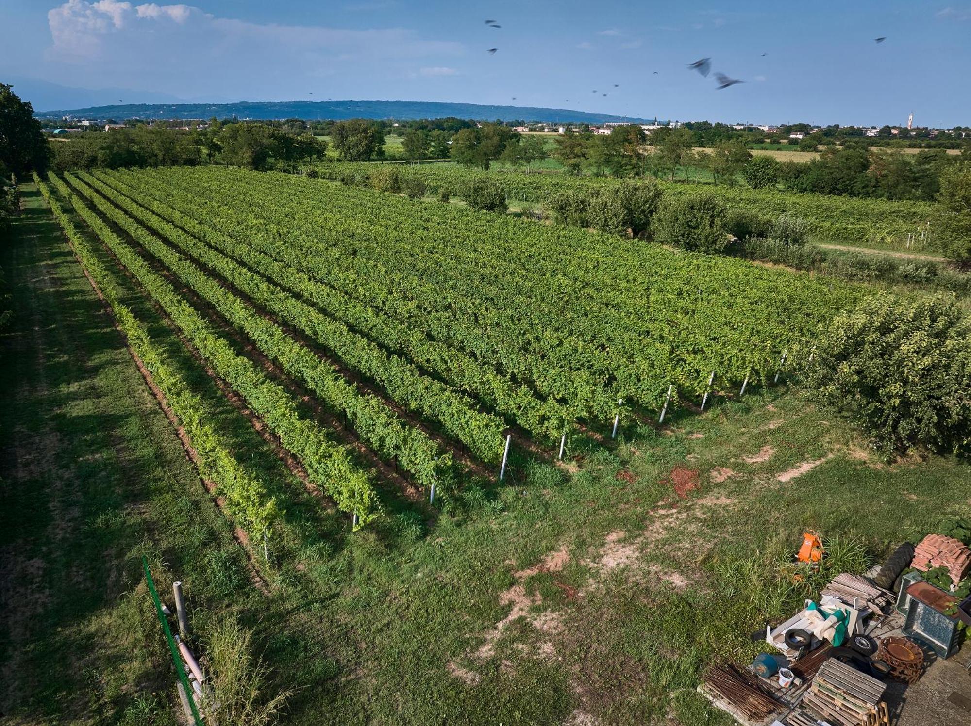 Agriturismo Zappare Farm Hotel Trevignano Exteriér fotografie