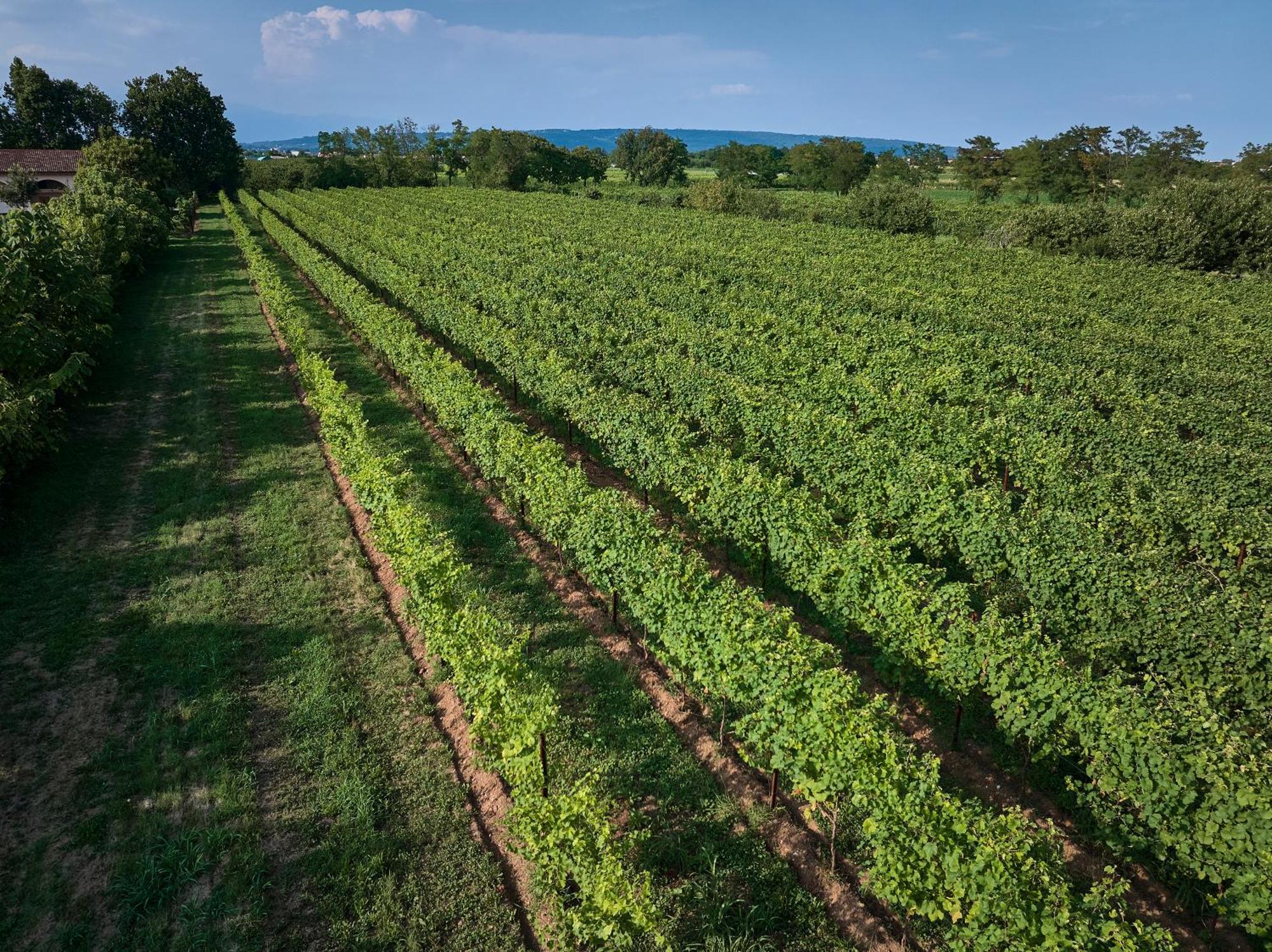 Agriturismo Zappare Farm Hotel Trevignano Exteriér fotografie